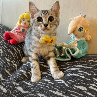 ハンサム♡穏やか♡ひまわりくん