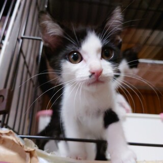 小さな優しい男の子ペリーくん