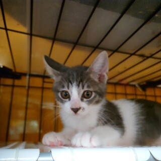 グレーの被毛ホッケくん