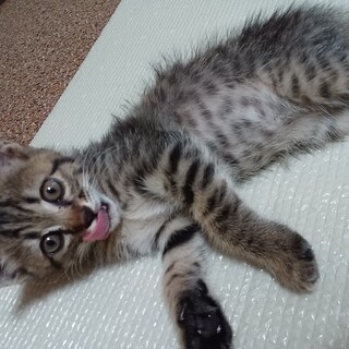 キジトラこねこちゃん！　ぐるぐる元気甘えん坊