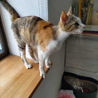 お外で必死に子育てしていた若いママ猫です