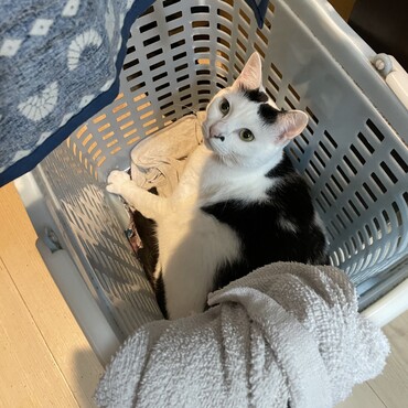 母ちゃん、長かったコ○ナ対応から約２週間ぶりに解放！まっちゅんは洗濯カゴで湿り中w