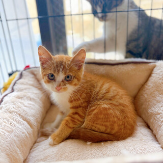 ෆ⃛おっとり穏やかෆ⃛ちーとすくん