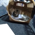 子猫の里親募集