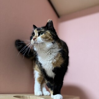 あんよが短い　人大好きな三毛