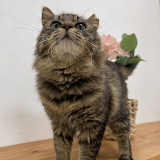 長毛の女の子　おっとりさん