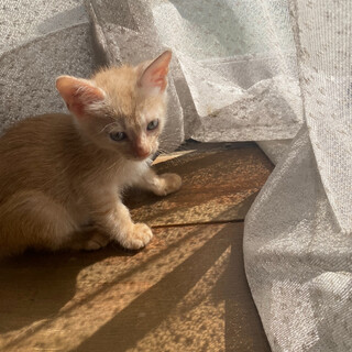 5月16日生まれ、茶トラ、メス