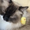 おはわら