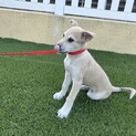 大型犬予想　元気な２ヶ月