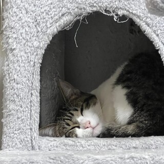 かわいい猫ちゃんです