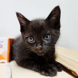 ★里親様決定!★人馴れ抜群！甘えん坊❤ブッちゃん