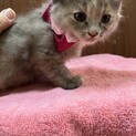 長毛パステルサビちゃん