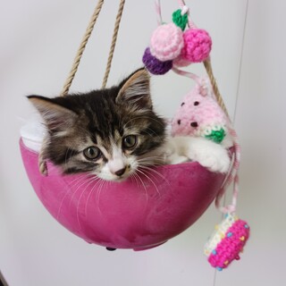 ふんわりモフモフな元気な男の子