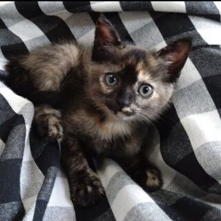 生後1ヶ月半のかわいい「ケロちゃん」