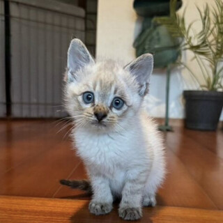 生後1ヶ月半のかわいい「バムくん」