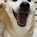 ☆おっとり性格の柴犬女の子♀☆