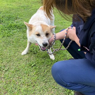 にっこり穏やかなすずこちゃん3歳避妊手術済