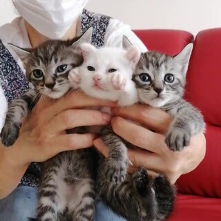 活発に動き回る可愛い3兄妹