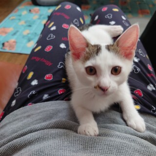 膝の上で寝るサバシロくん