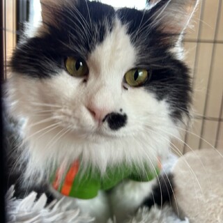 雑種の長毛くん8歳の男の子