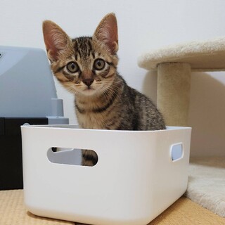 ボール遊びが大好きな元気いっぱいの男の子★大地くん