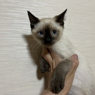 シャム風のびびりで甘えん坊男子