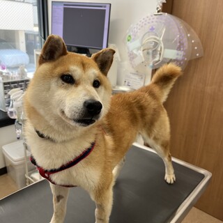 抱っこが大好きな柴ちゃん　ケント君