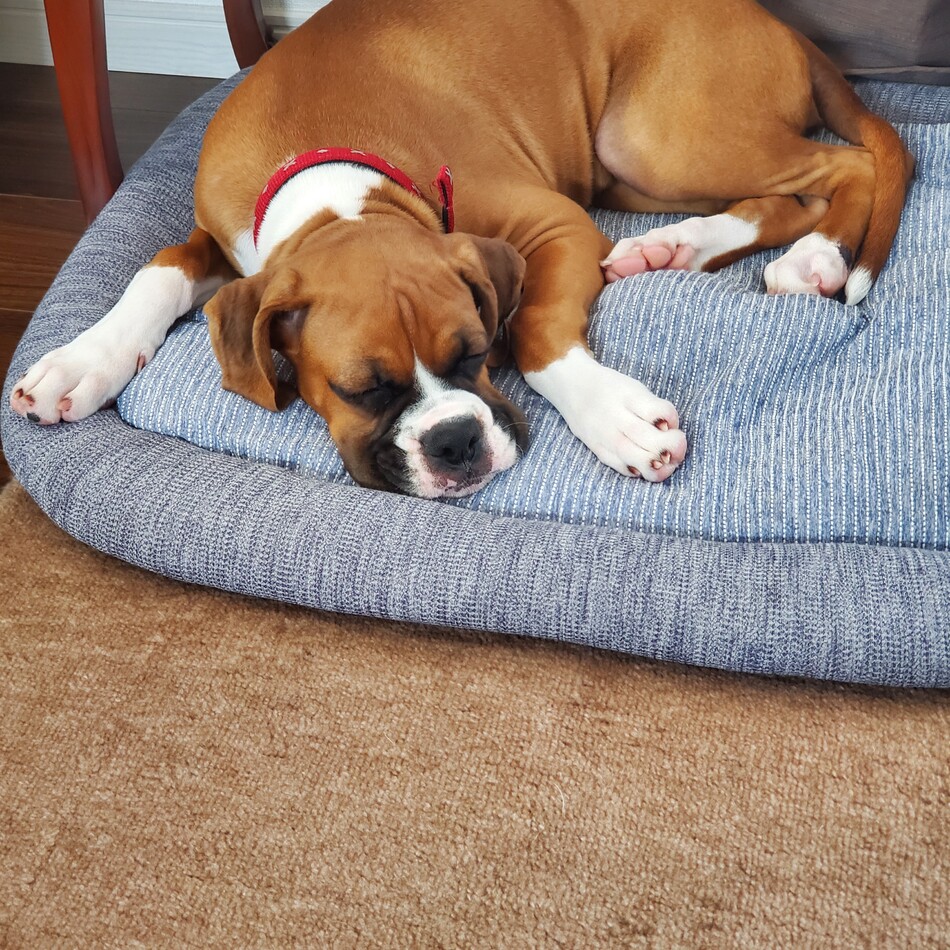 蘭のカバー写真