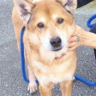 9歳穏やかな男の子/高齢者譲渡ご相談のります