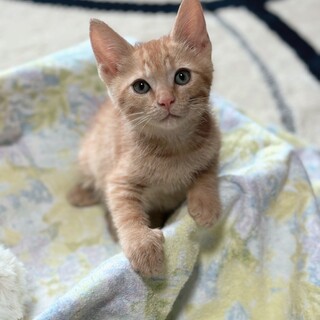 おだやかなトムくん♡