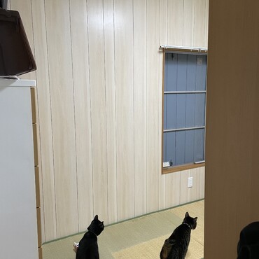 ２階の和室をいじり中。この部屋コンセント無いから自分達で電気工事しちゃう。ワシら木工だけじゃないんだぜ⭐︎