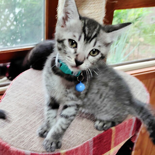 募集停止サバトラおっとり系ジンジャー