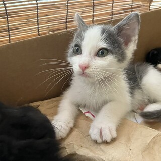 グレーの八割れ女の子１カ月半