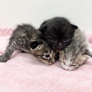 元気な5兄妹です