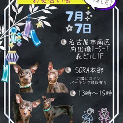 ミニピンだけのお見合い会 サムネイル1