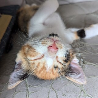 可愛い三毛の子猫