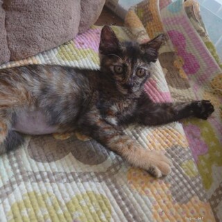 人なれ超抜群 ポカラちゃん