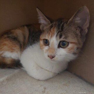 ツンデレ系美女 みぃちゃん