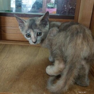 人なれ抜群 甘えん坊 まいちゃん