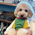 トイプードル1才の男の子里親募集中⭐︎