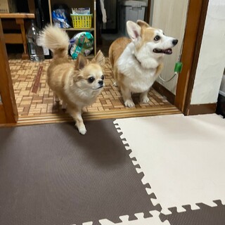 静岡県N様に迎えて頂きました〜のまるちゃん