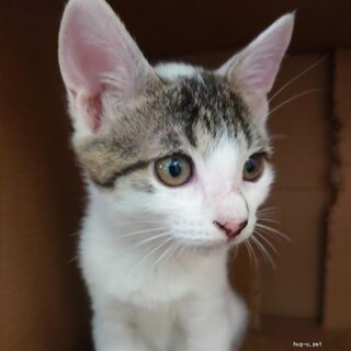 人なれ抜群 おちゃめなわたしちゃん