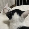 ３ヶ月子猫白黒女の子 サムネイル2