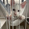 ３ヶ月白猫男の子 サムネイル2