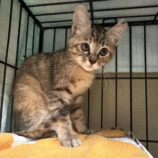 美人猫 むぎわらちゃん