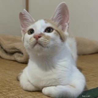 人なれ抜群 れもんくん