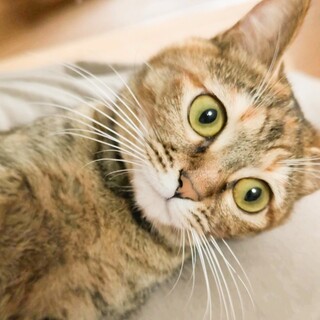 人大好き幼さの残る可愛い女の子❤️バトン