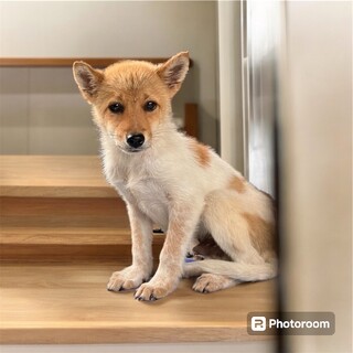 約3ヶ月の子犬里親緊急募集