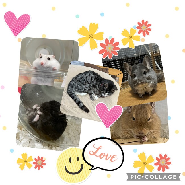 シマ1123のカバー写真