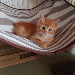 保護ねこ☆小さな譲渡会 サムネイル2